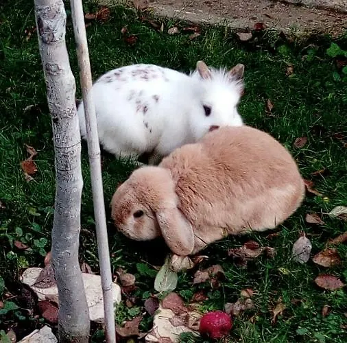 Maerchenschloessel Altenstein Apartament